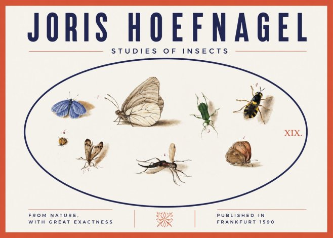 Joris Hoefnagel Studies of Insects V No3 - Plakát