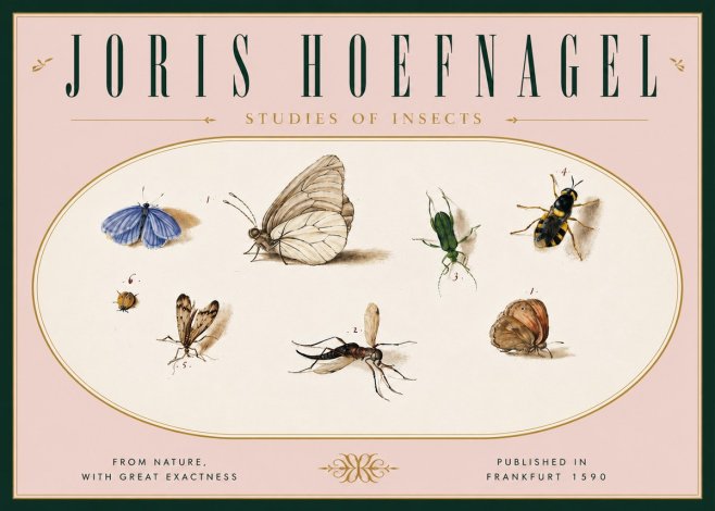 Joris Hoefnagel Studies of Insects V No6 - Plakát