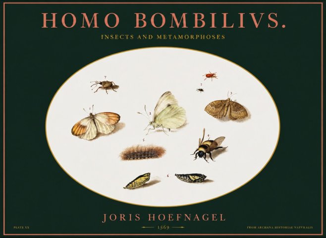 Joris Hoefnagel Homo Bombilivs. Insecta Et Metamorphoses No2 - Plakát