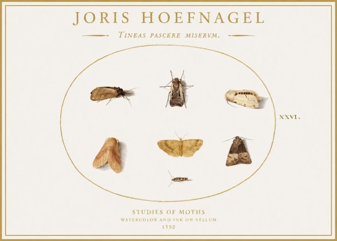 Joris Hoefnagel Studies of Moths II No1 - Plakát