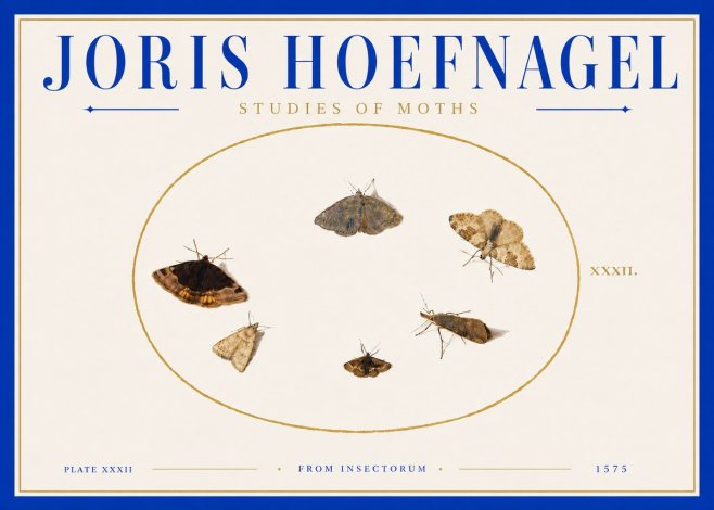 Joris Hoefnagel Studies of Moths III No6 - Plakát