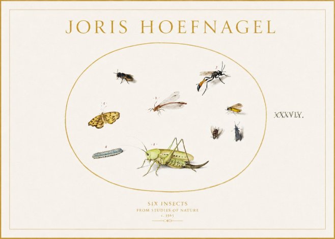 Joris Hoefnagel Six Insects from Studies of Nature C. 1565 No1 - Plakát