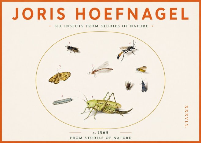 Joris Hoefnagel Six Insects from Studies of Nature C. 1565 No3 - Plakát