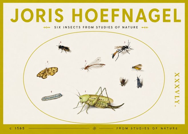 Joris Hoefnagel Six Insects from Studies of Nature C. 1565 No4 - Plakát