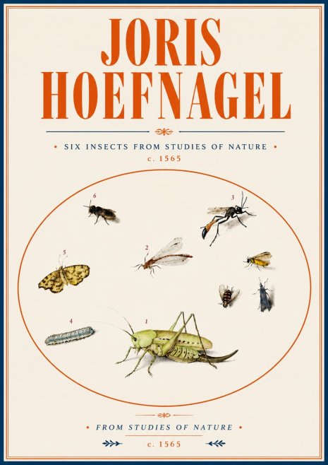 Joris Hoefnagel Six Insects from Studies of Nature C. 1565 No6 - Plakát