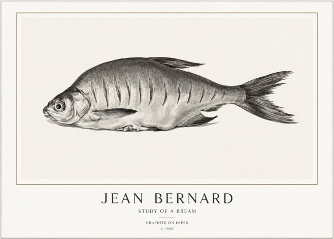 Jean Bernard Study of a Bream No1 - Plakát