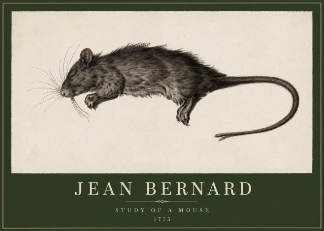 Jean Bernard Study of a Mouse II No2 - Plakát
