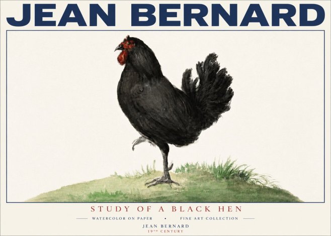 Jean Bernard Study of a Black Hen No4 - Plakát