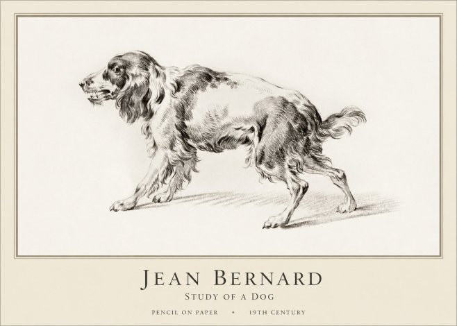 Jean Bernard Study of a Dog V No1 - Plakát