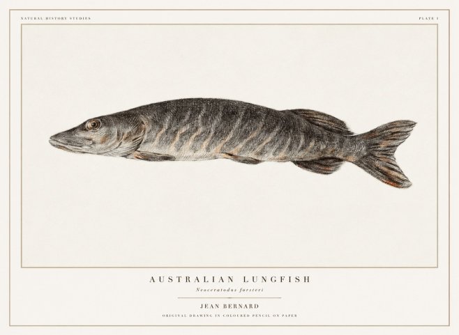 Jean Bernard Australian Lungfish No1 - Plakát