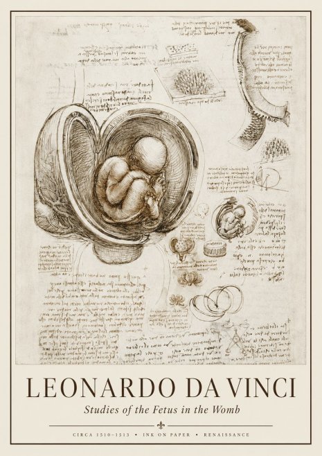 Leonardo da Vinci Studies of the Fetus in the Womb No1 - Plakát