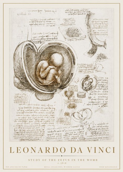 Leonardo da Vinci Studies of the Fetus in the Womb No3 - Plakát