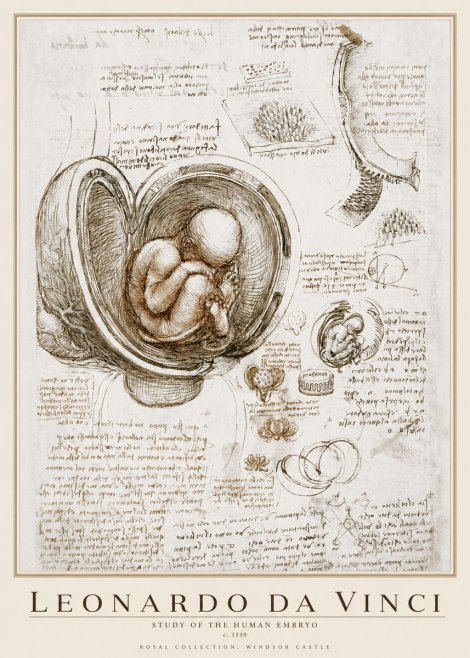 Leonardo da Vinci Studies of the Fetus in the Womb No4 - Plakát