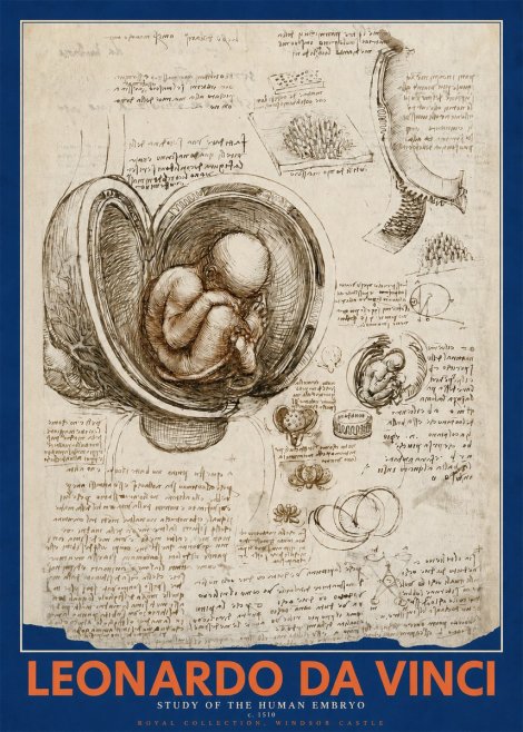 Leonardo da Vinci Studies of the Fetus in the Womb No5 - Plakát