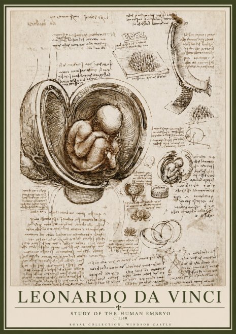Leonardo da Vinci Studies of the Fetus in the Womb No6 - Plakát