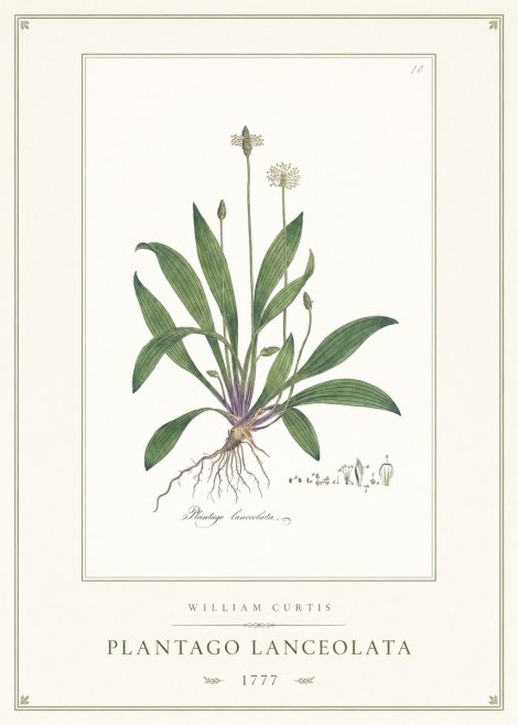 William Curtis Plantago Lanceolata II No1 - Plakát