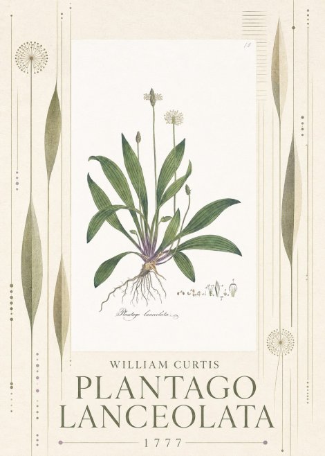 William Curtis Plantago Lanceolata II No5 - Plakát