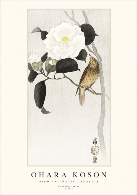 Ohara Koson Bird and White Camellia No1 - Plakát