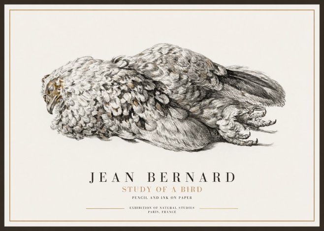 Jean Bernard Study of a Bird I No1 - Plakát