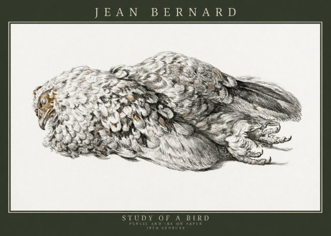Jean Bernard Study of a Bird I No3 - Plakát