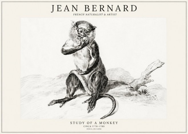 Jean Bernard Study of a Monkey No3 - Plakát