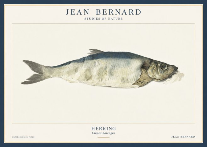 Jean Bernard Herring No3 - Plakát