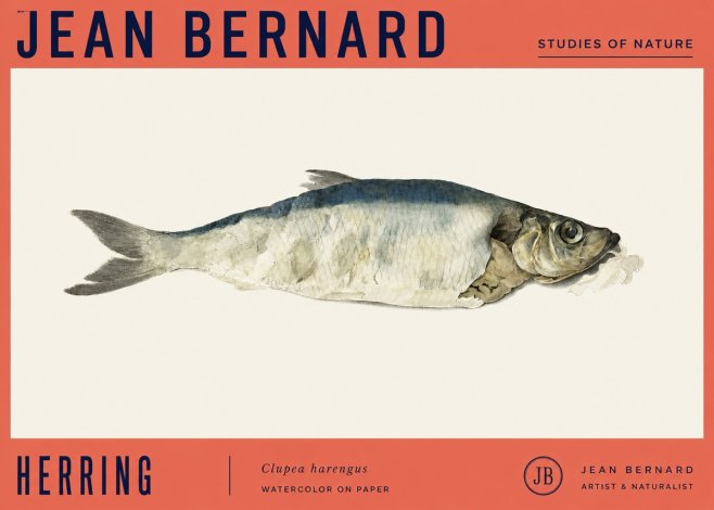 Jean Bernard Herring No4 - Plakát