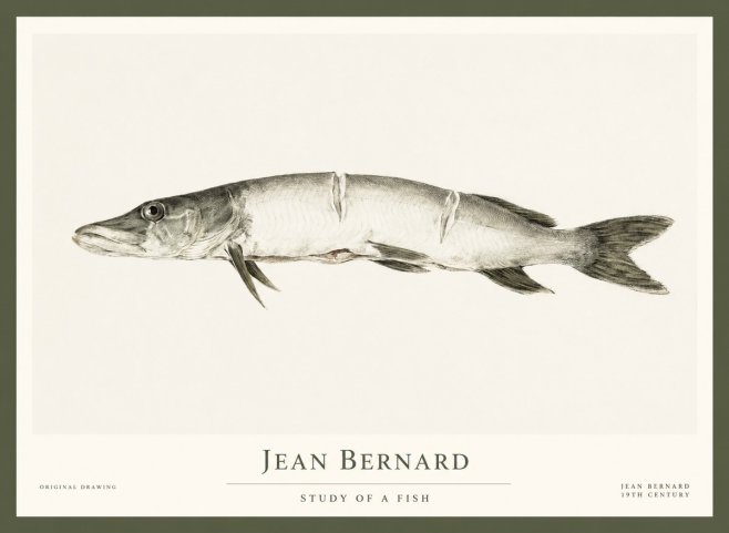 Jean Bernard Study of a Fish II No1 - Plakát
