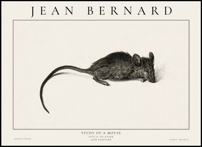 Jean Bernard Study of a Mouse I No6 - Plakát