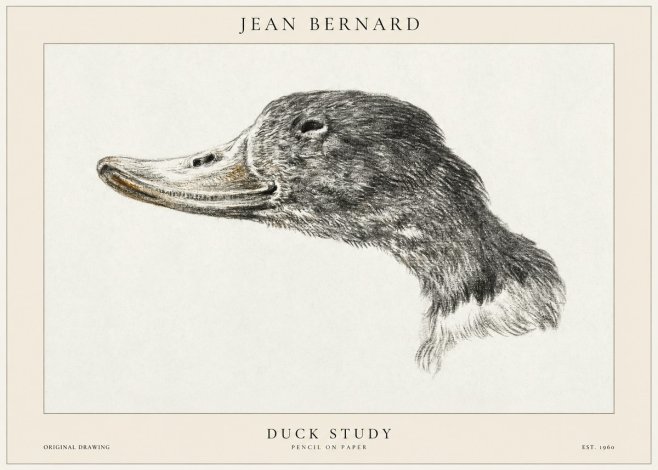 Jean Bernard Study of a Duck No2 - Plakát