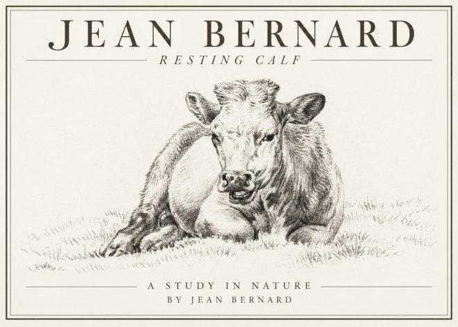 Jean Bernard Resting Calf I No1 - Plakát