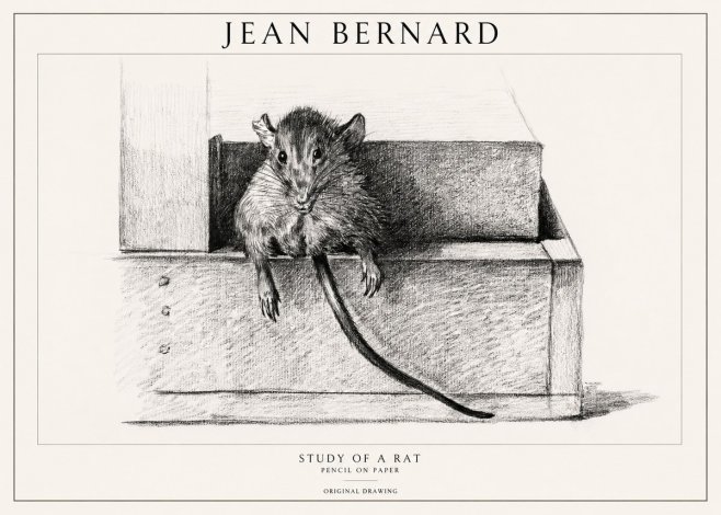 Jean Bernard Study of a Rat I No1 - Plakát