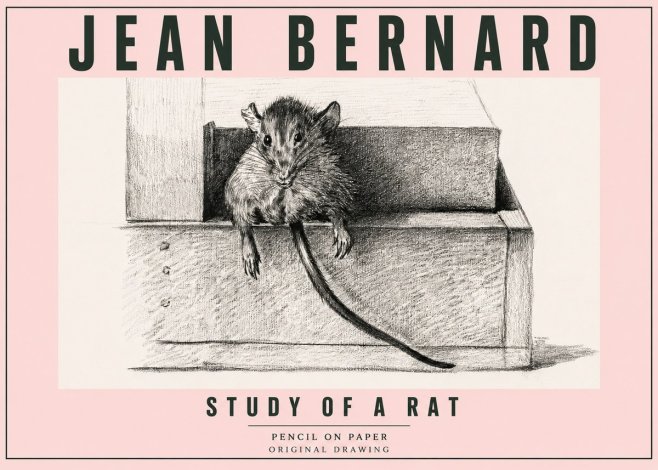 Jean Bernard Study of a Rat I No5 - Plakát