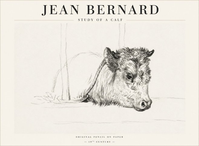 Jean Bernard Study of a Calf I No1 - Plakát
