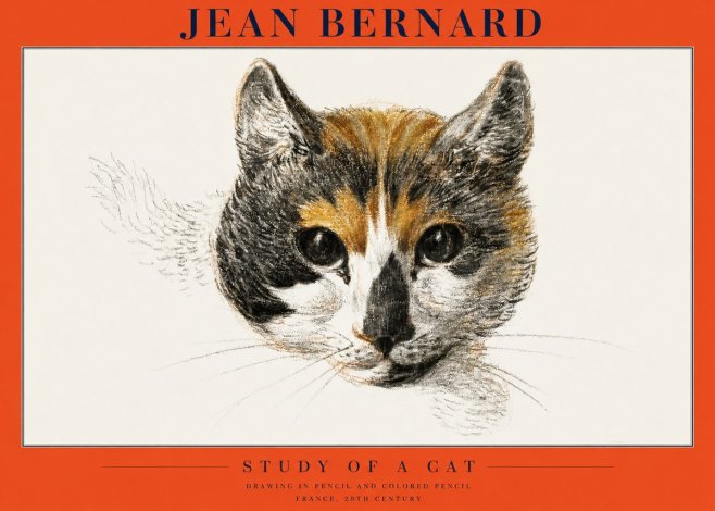 Jean Bernard Study of a Cat II No2 - Plakát
