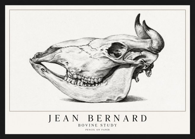 Jean Bernard Bovine Skull Study No2 - Plakát
