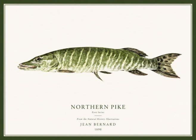 Jean Bernard Northern Pike No1 - Plakát