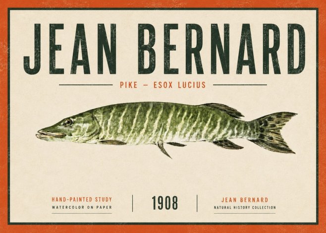 Jean Bernard Northern Pike No6 - Plakát