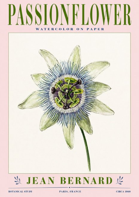 Jean Bernard Passionflower No3 - Plakát