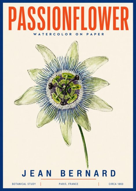 Jean Bernard Passionflower No4 - Plakát