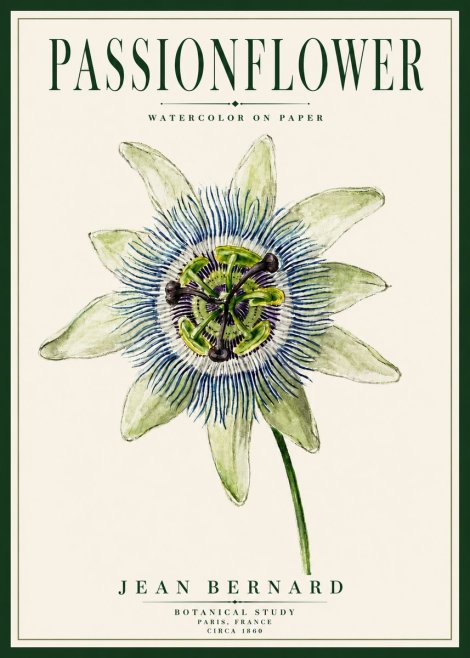 Jean Bernard Passionflower No5 - Plakát