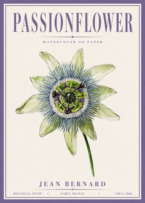 Jean Bernard Passionflower No6 - Plakát