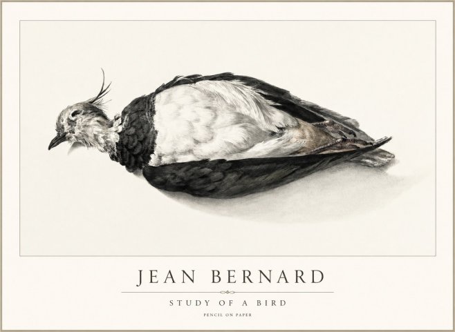 Jean Bernard Study of a Bird II No2 - Plakát