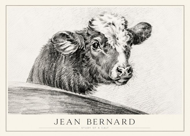 Jean Bernard Study of a Calf II No1 - Plakát