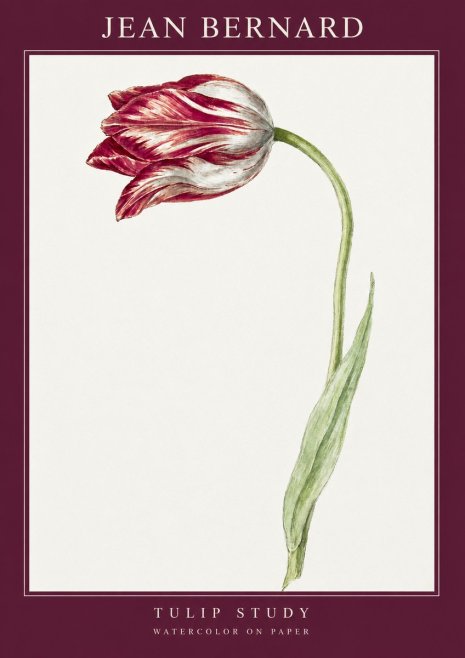 Jean Bernard Tulip Study No2 - Plakát
