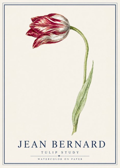 Jean Bernard Tulip Study No5 - Plakát