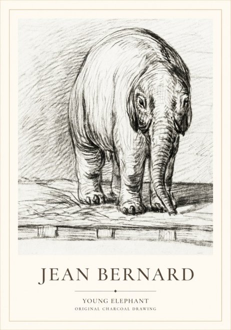 Jean Bernard Young Elephant No1 - Plakát