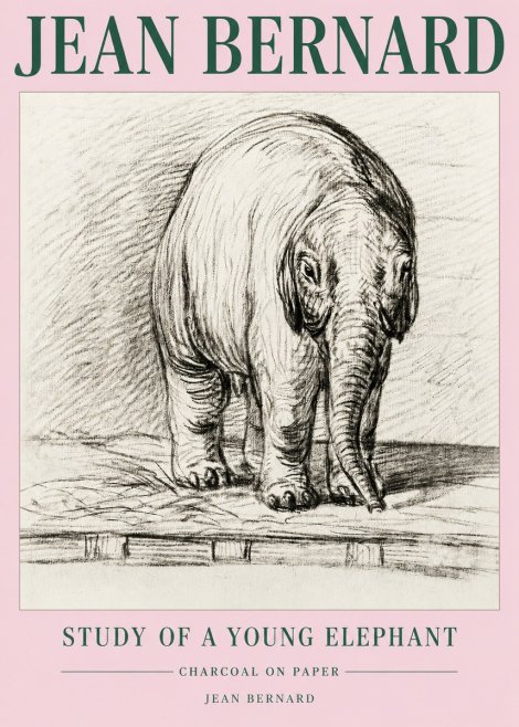 Jean Bernard Young Elephant No5 - Plakát