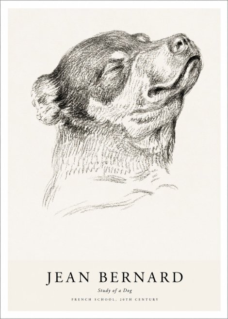 Jean Bernard Study of a Dog III No1 - Plakát