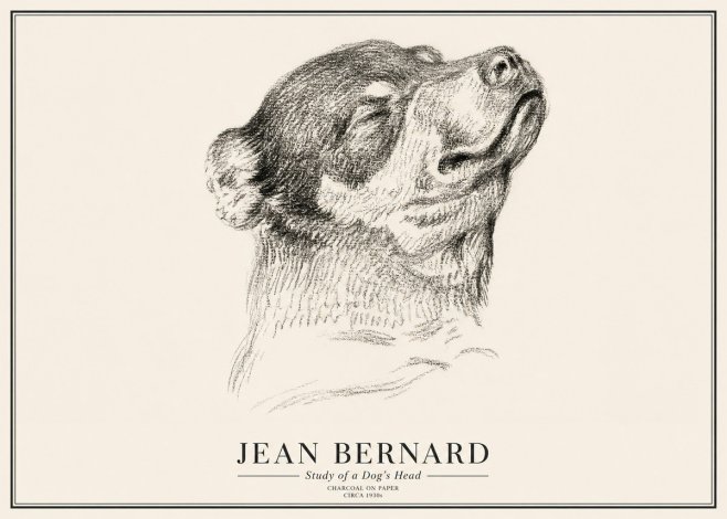 Jean Bernard Study of a Dog III No3 - Plakát